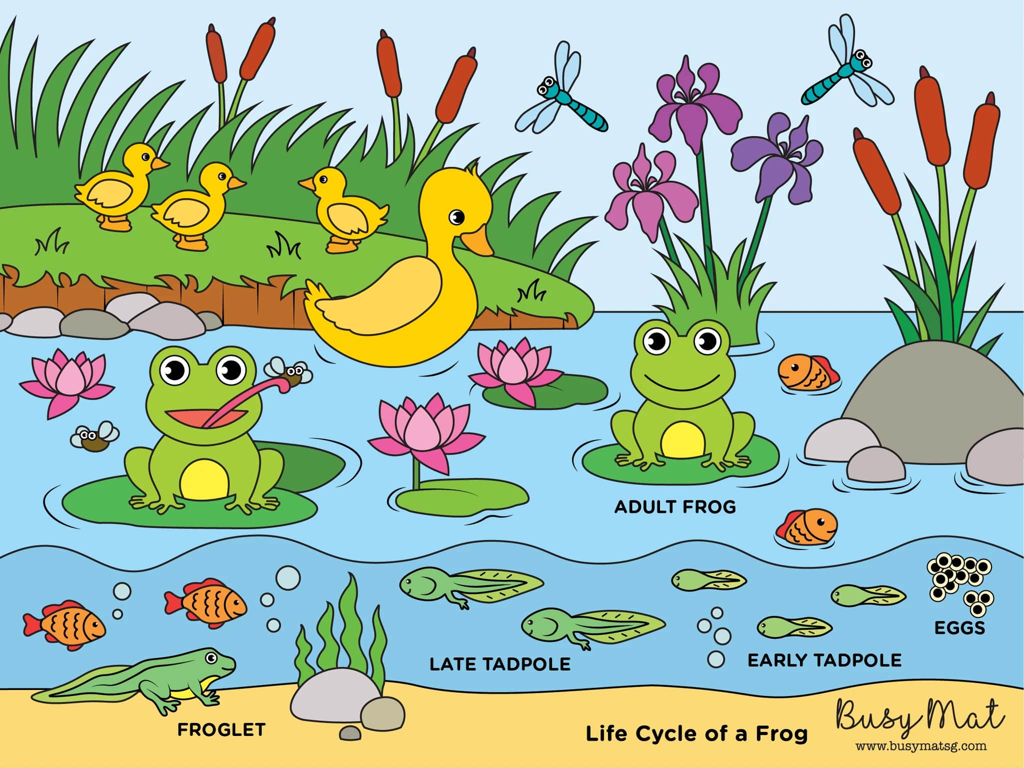 Busy Mat Travel Series: Life Cycle of a Frog (Placemat Only)